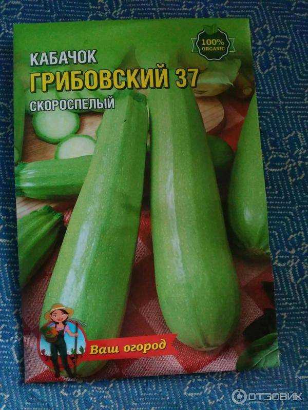 Кабачок - грибовский 37 - (10 фото): описание белоплодного сорта, посадка и уход за кустовым овощем, отзывы