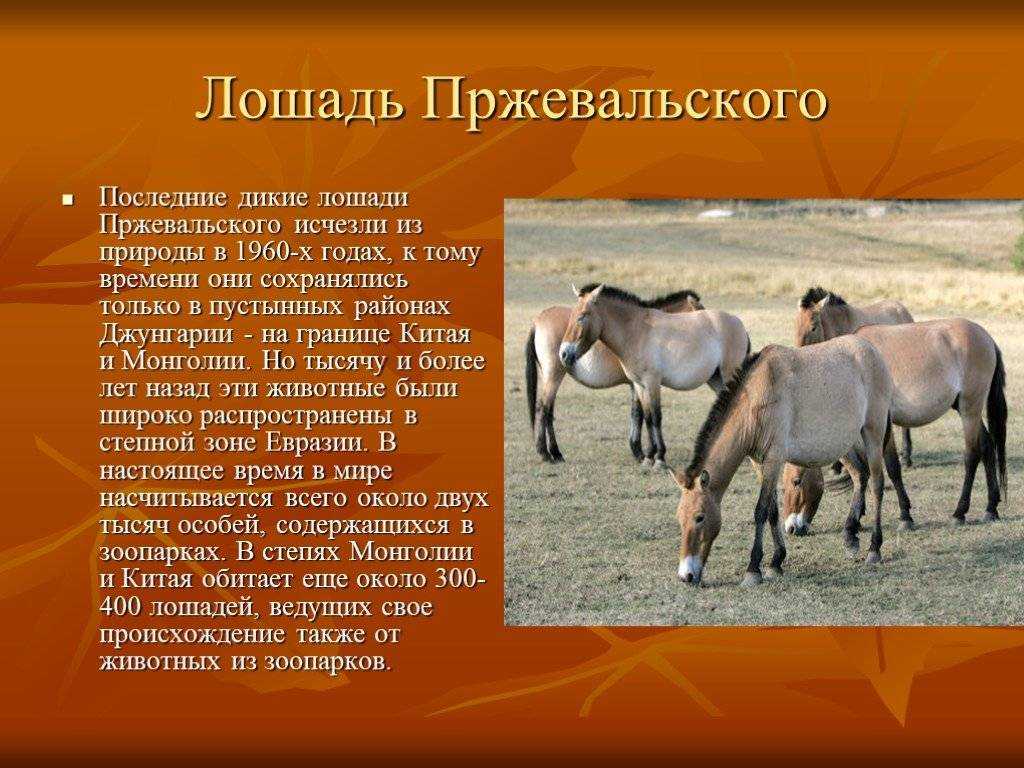 Лошадь пржевальского: открытие вида, среда обитания, внешний вид, размножение, питание