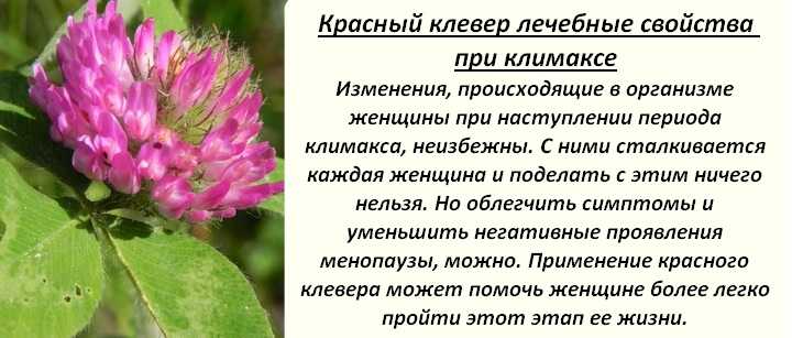 Клевер луговой: лечебные свойства и противопоказания, чем полезен, применение