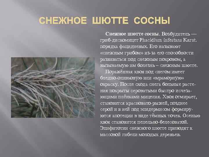 Болезни хвои типа шютте (обыкновенное шютте сосны, фацидиоз)