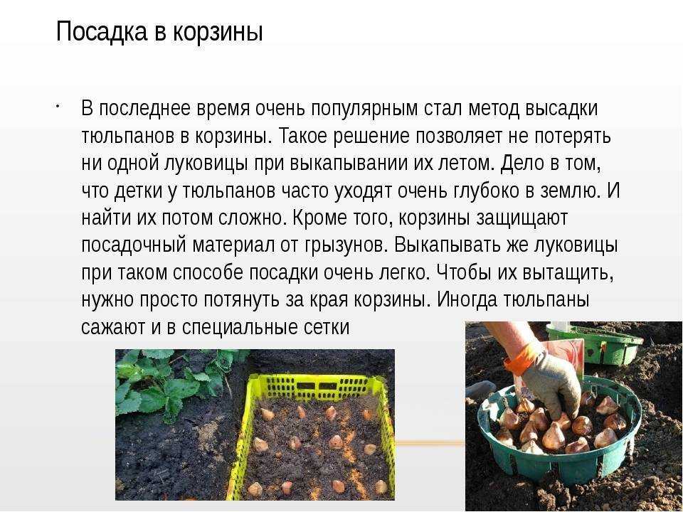 Нарцисс в горшке из магазина: как ухаживать во время и после цветения