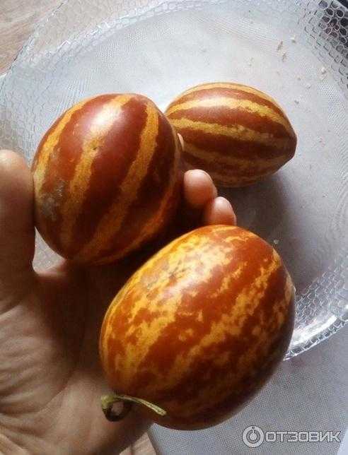 Дыня из вьетнама — подарок дедушки хо ши мина