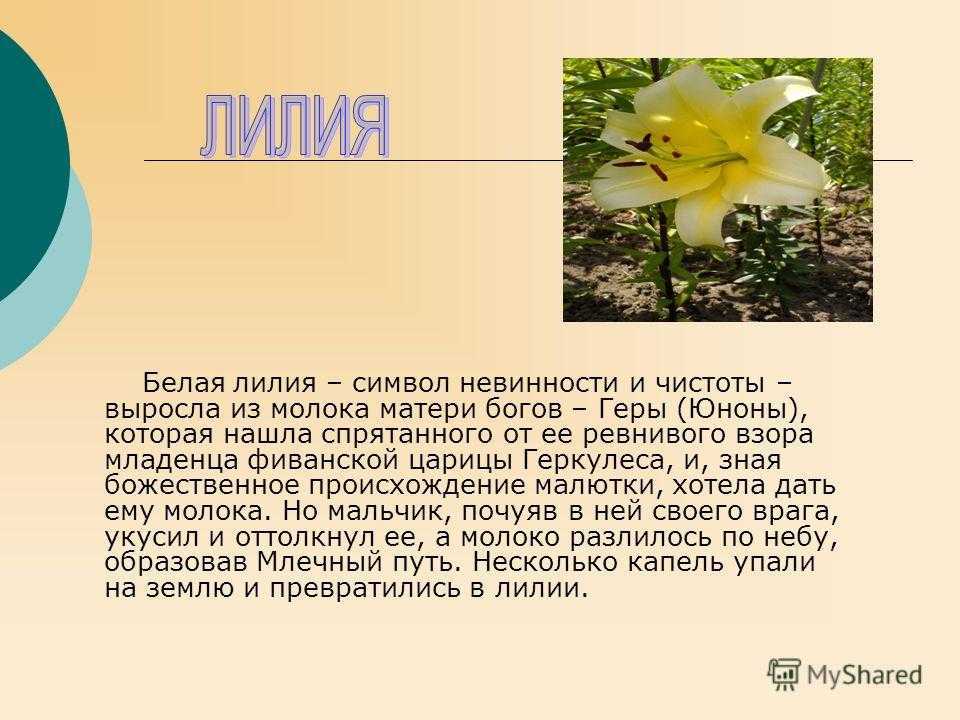 Лилия – виды, гибриды, посадка, выращивание и уход