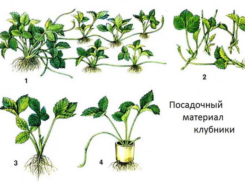 Как размножить ремонтантную клубнику: полезные рекомендации