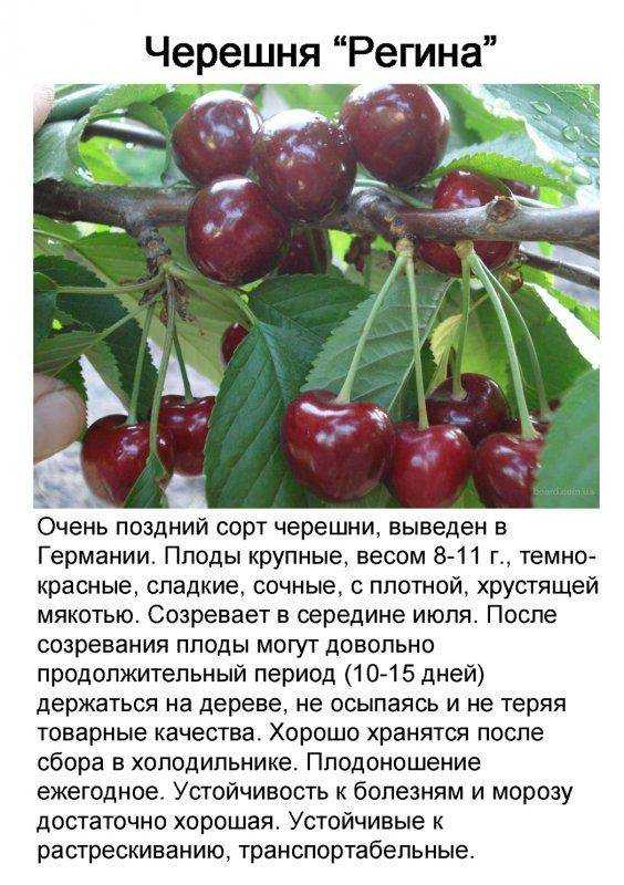 Привлекательная, вкусная и полезная вишня сорта чернокорка