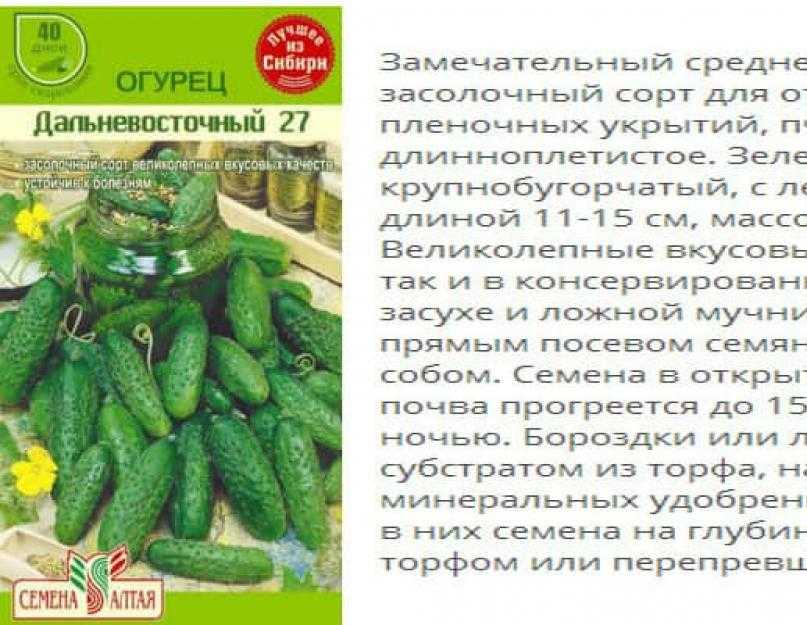 Секреты июльского посева огурцов