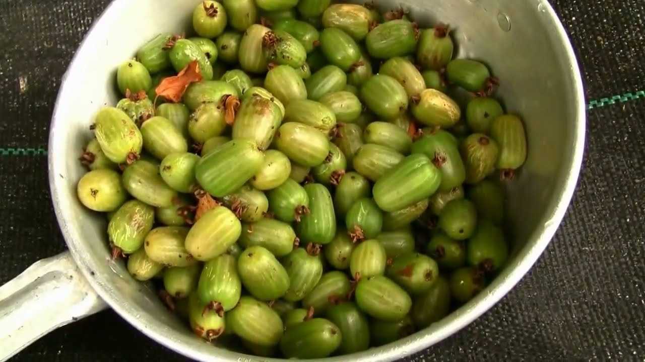 Актинидия – популярные сорта, выращивание
