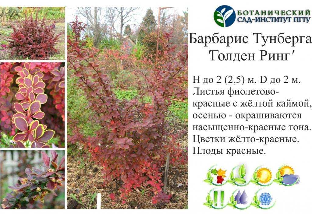 Барбарис: сорта и виды (названия, описание, особенности)