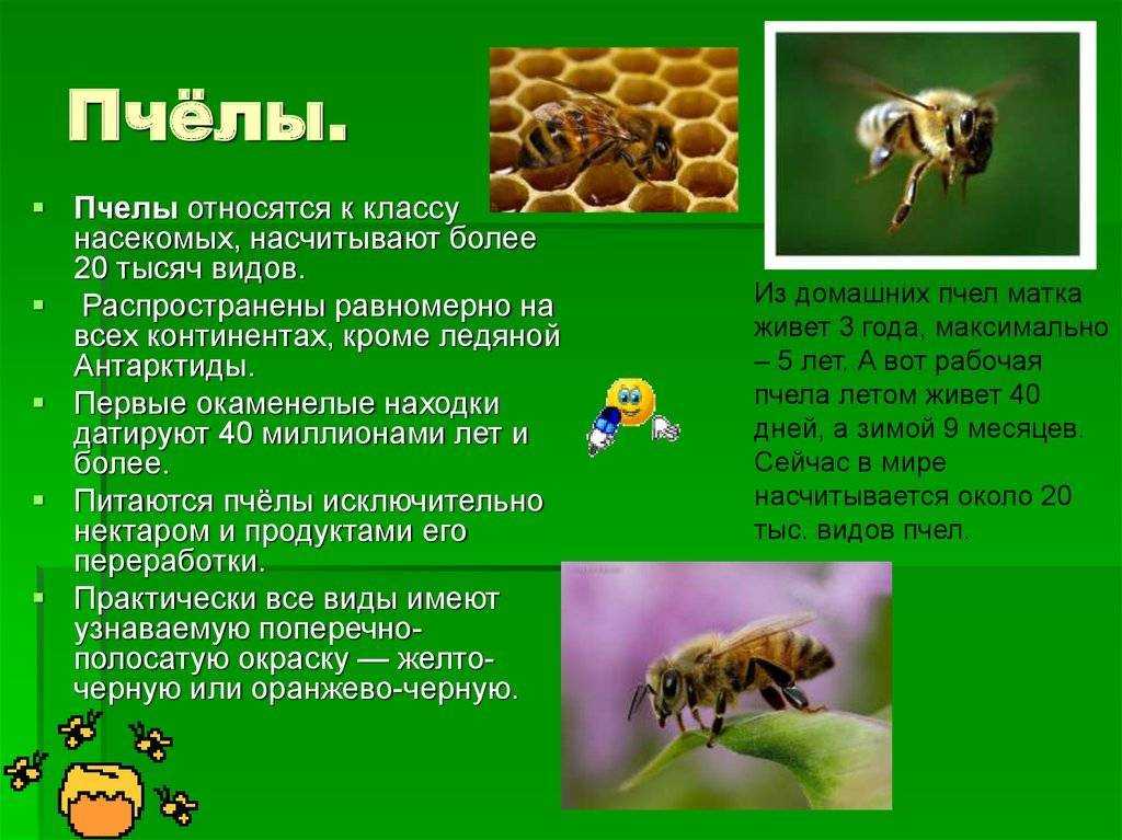 Пчела ? : описание, размножение, виды, образ жизни,чем питается, интересные факты, фото насекомых