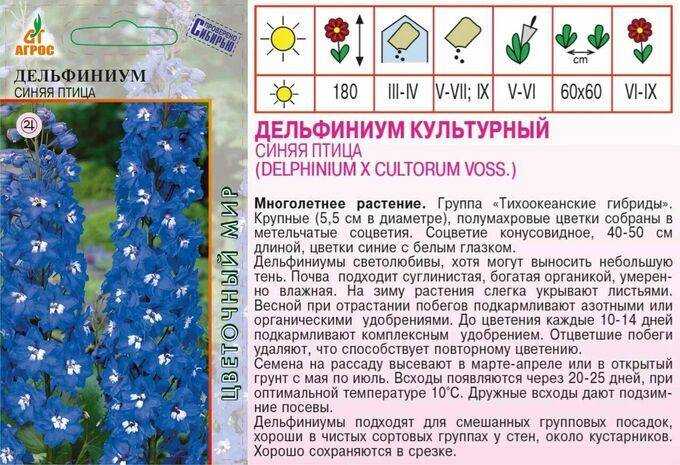 Дельфиниум (70 фото): сорта, правильный уход и выращивание