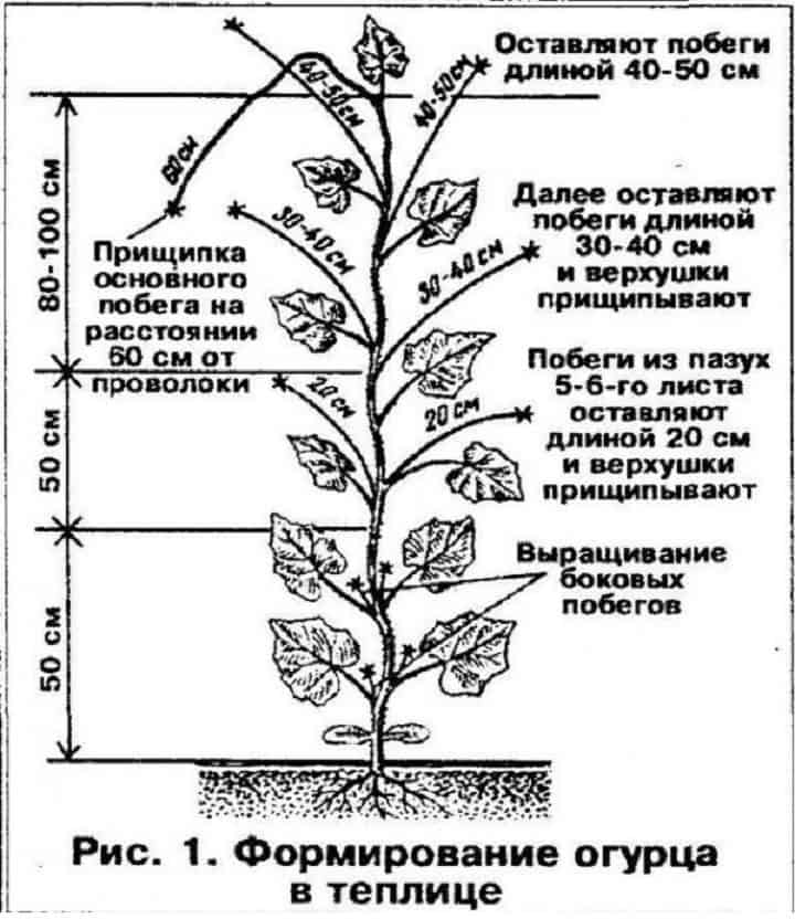 Нужно ли обрезать листья у огурцов: 7 полезных советов и 2 схемы стрижки для повышения урожайности