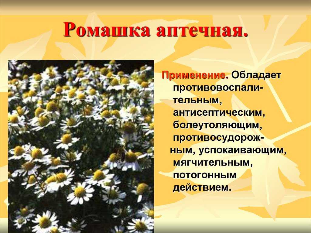 Ромашка аптечная – полезные свойства, состав, рецепты и лечение ромашкой