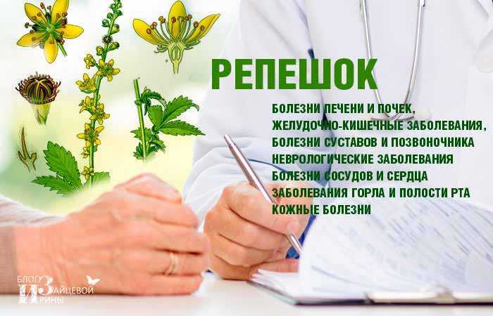 Что лечит репешок обыкновенный, рецепты, противопоказания