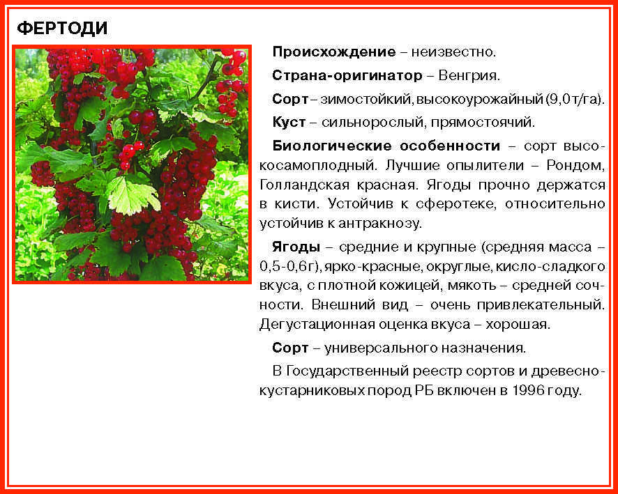 ✅ сорта красной смородины - receptii.ru