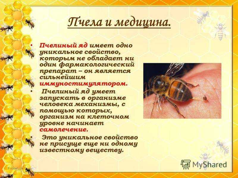 Лечение укусами пчелами различных заболеваний