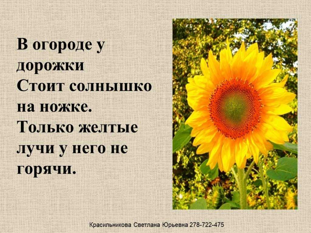 О подсолнечнике: что за растение, как выглядит, где растет, особенности