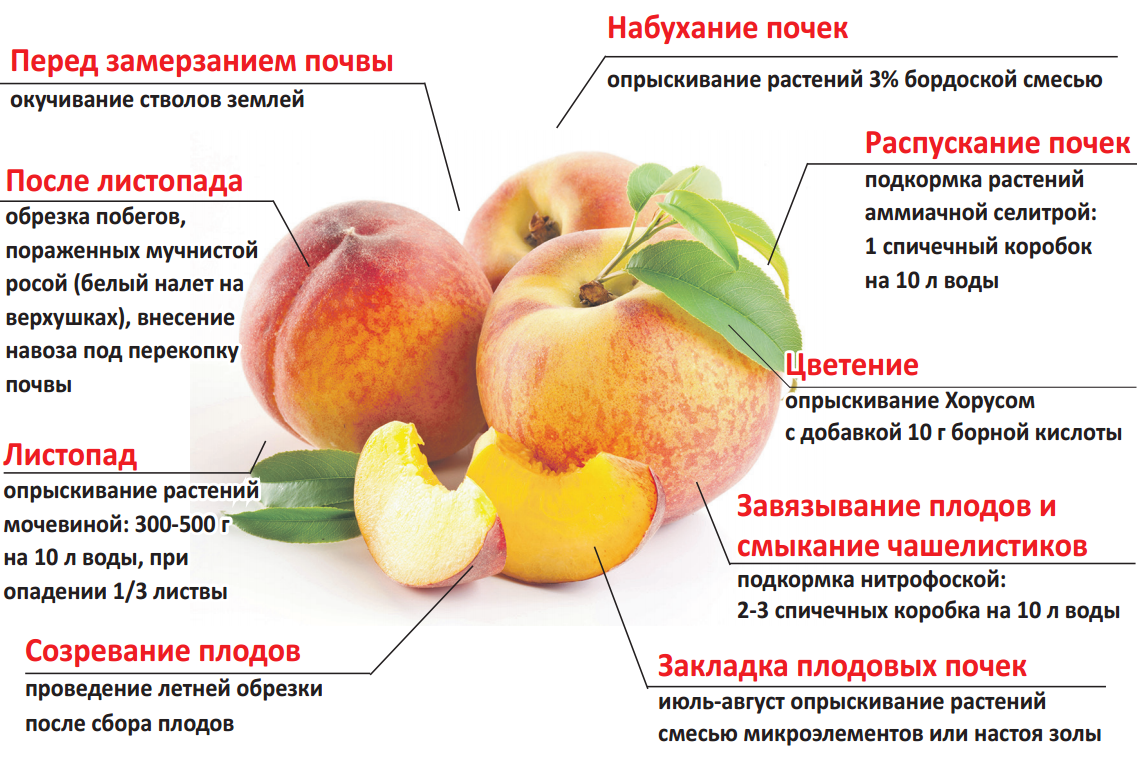 Важная информация: когда прививать яблони, лучшие сроки