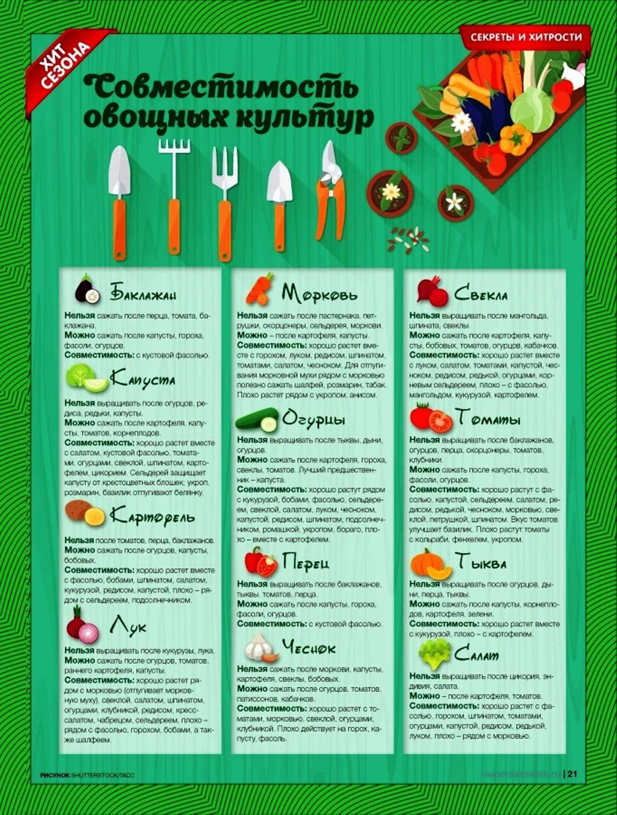 Как правильно и когда сажать бобы в открытый грунт