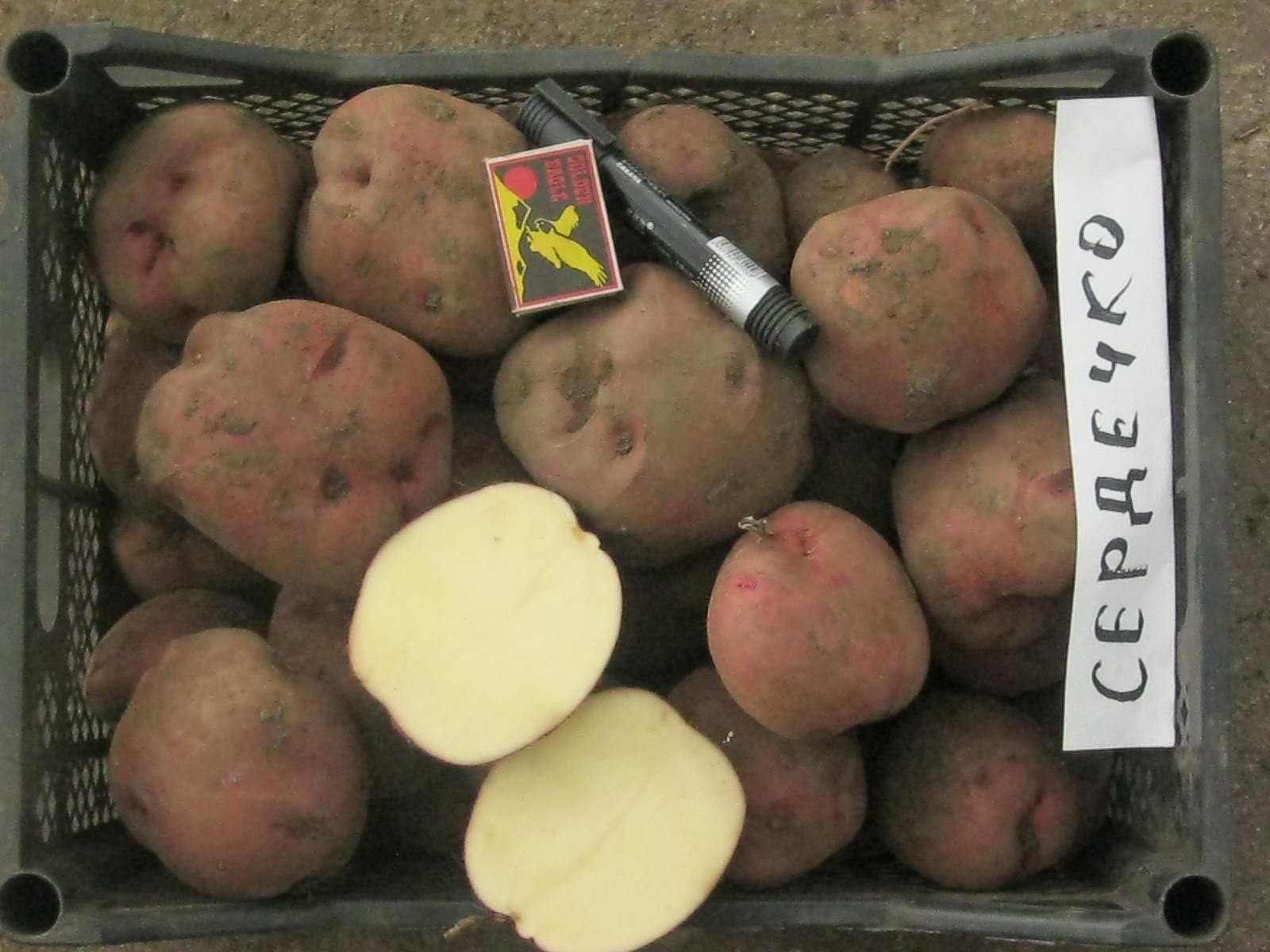 Картофель мерлот: описание сорта, характеристика, фото, отзывы