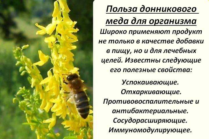Донниковый мед: полезные свойства и противопоказания