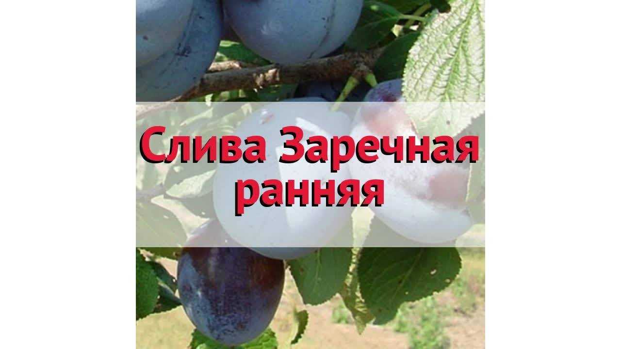 Сорт сливы заречная ранняя, описание, характеристика и отзывы, особенности выращивания
