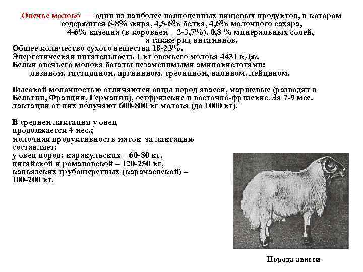 Романовская порода овец: происхождение