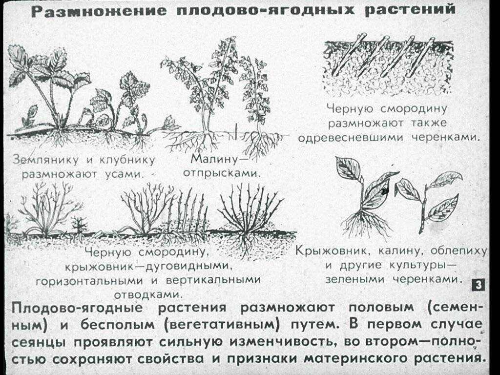 Роялти – оригинальный декоративный сорт яблони