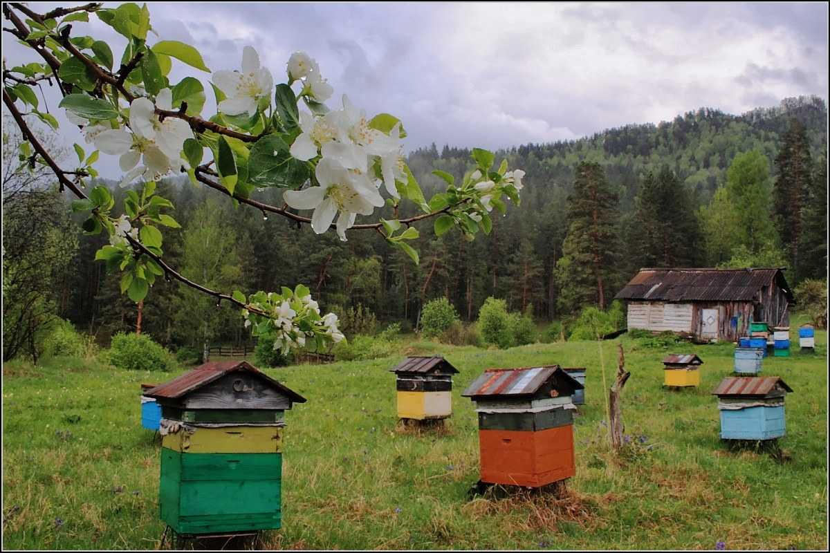 Осенние работы на пасеке: подкормка, обработка и наращивание пчел