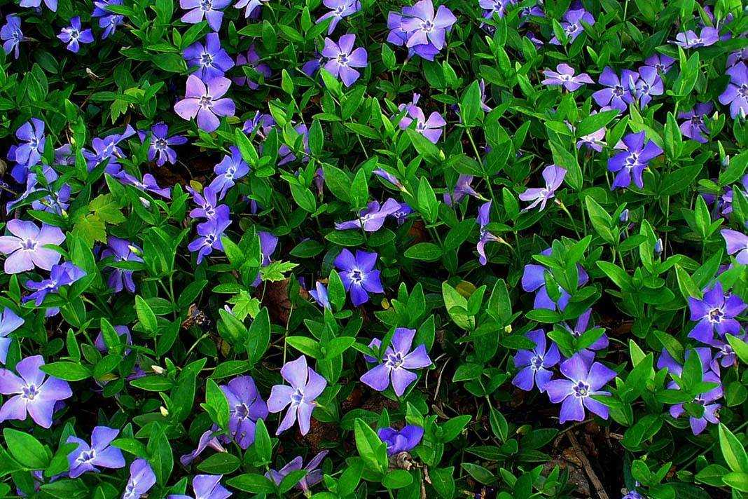 Барвинок (60 фото): сорта, правильный уход и выращивание