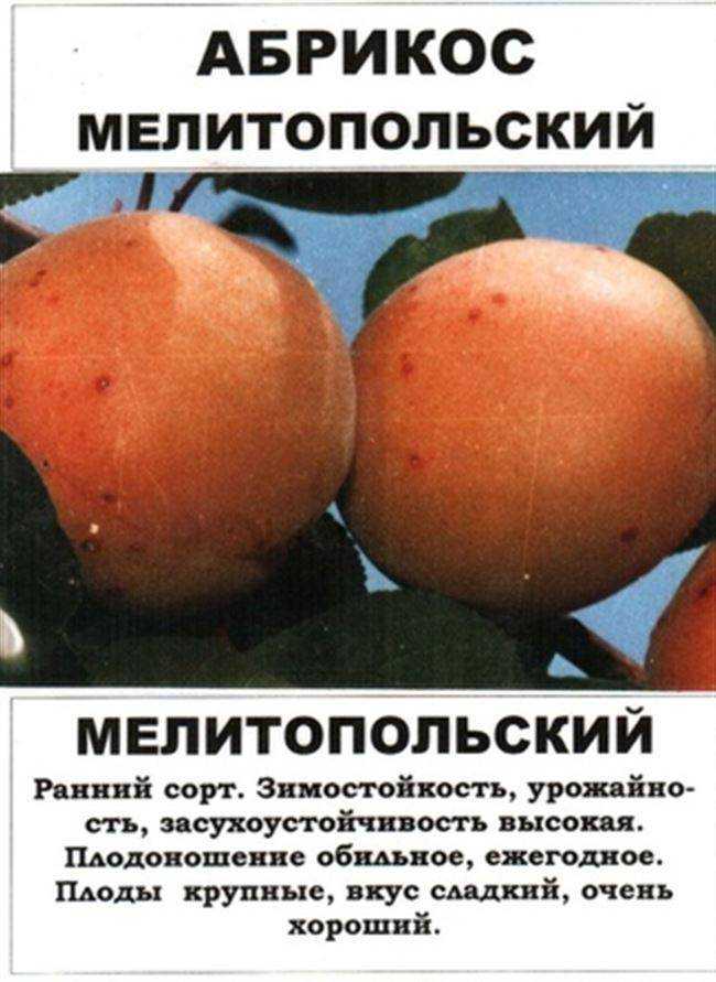 Абрикос ананасный: достоинства сорта и советы по выращиванию