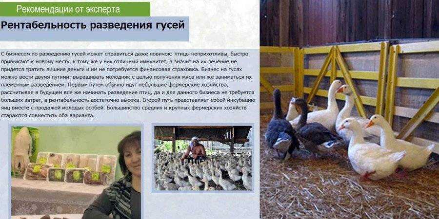 Породы домашних гусей: название и описание видов с фото, разведение