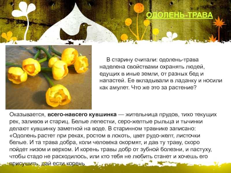 Что такое одолень-трава и как она используется в качестве оберега