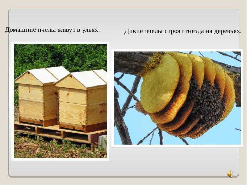 Развитие рабочей пчелы от яйца до взрослой особи: подробно