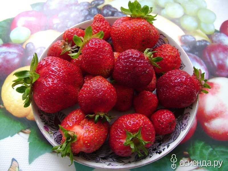 Подпорки для клубники - подставки, кустодержатели и опоры своими руками