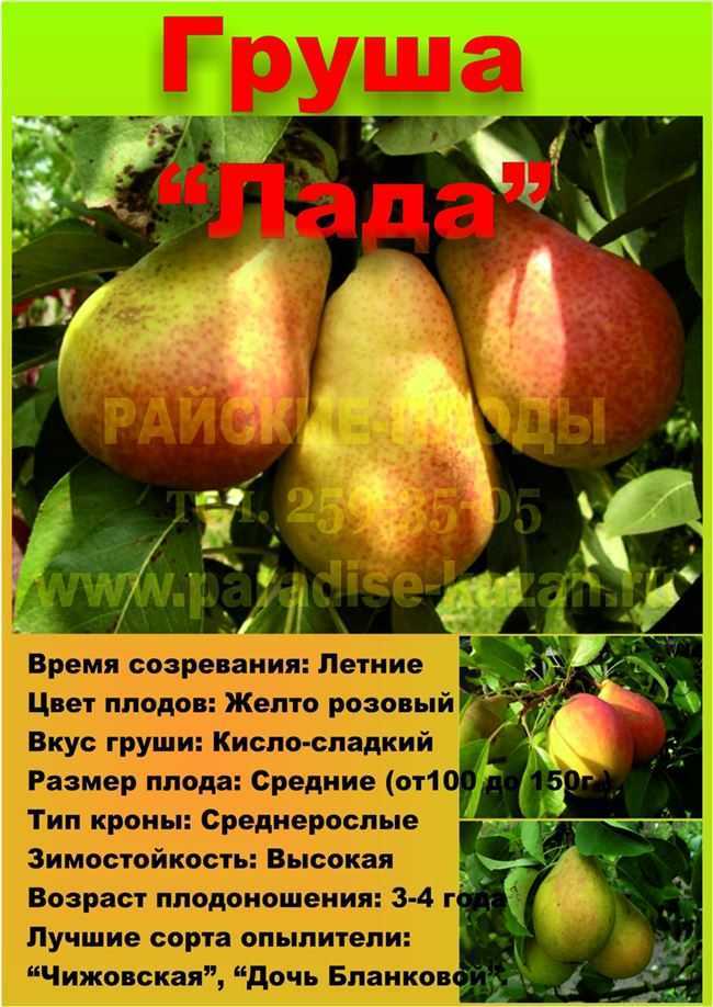 Груша лесная красавица – все преимущества и недостатки сорта