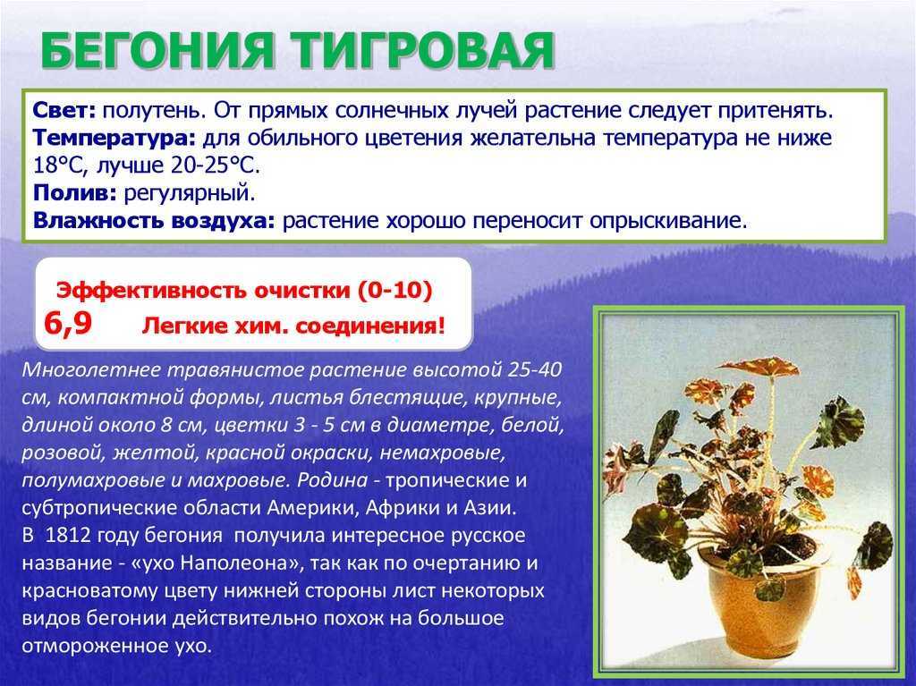 Виды и сорта цветущих бегоний