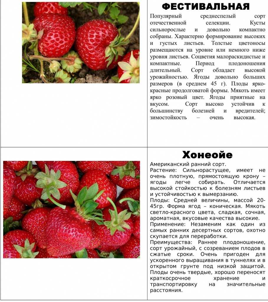 Отличный урожайный сорт клубники «эльсанта»