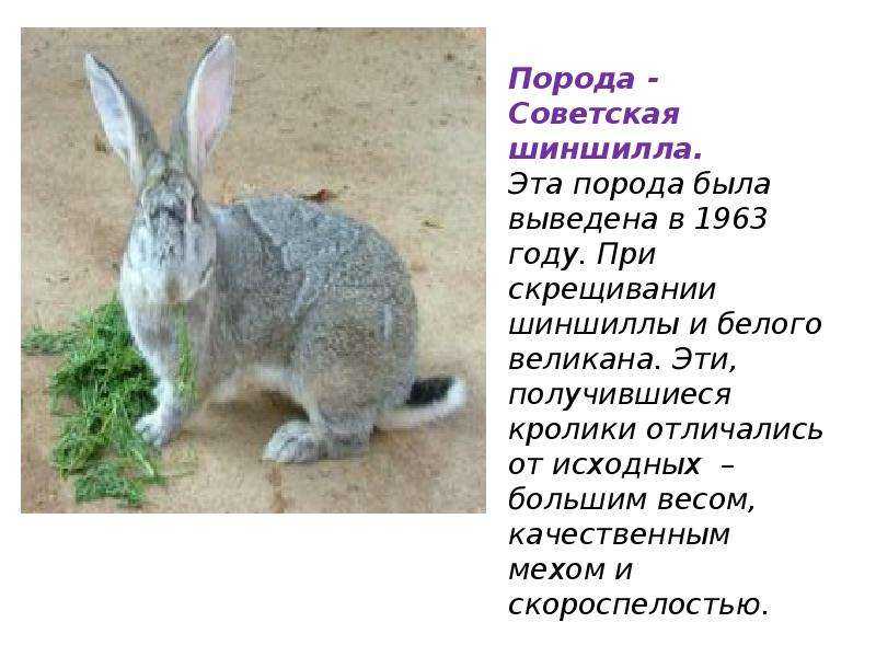 Шиншилловый кролик: происхождение, описание породы, характеристики советской шиншиллы, какой вес, отзывы