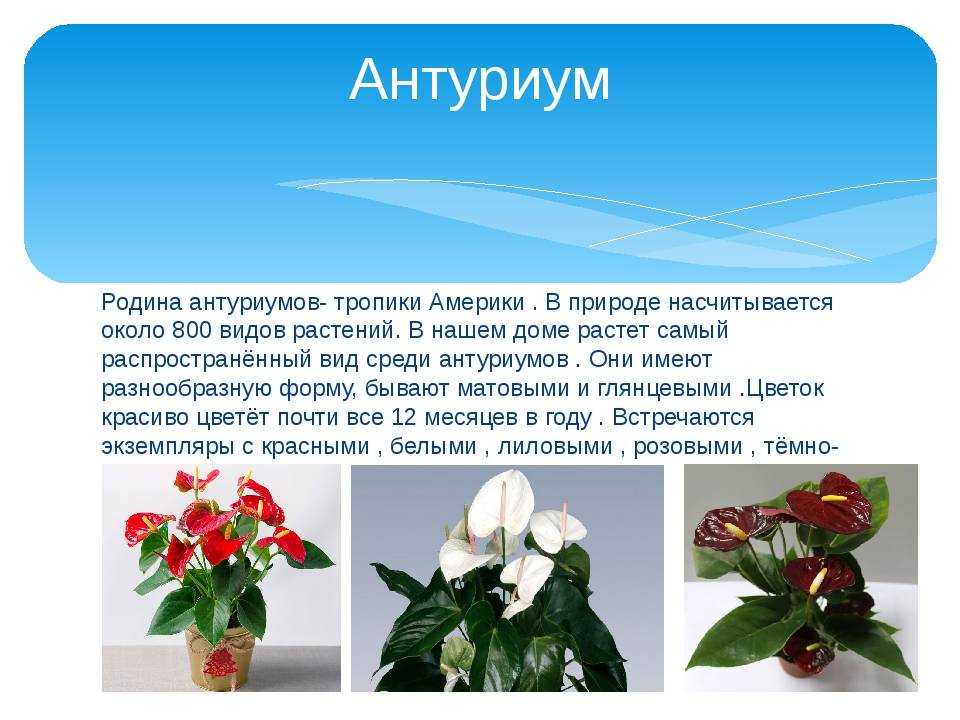 Антуриум андре: уход в домашних условиях, виды и сорта с фото