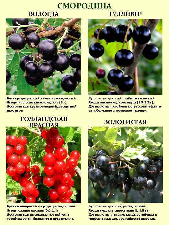 Смородина велой: описание сорта, фото, отзывы, характеристики