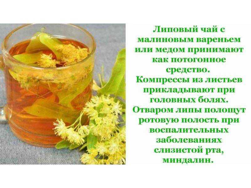Что такое ряска и ее применение