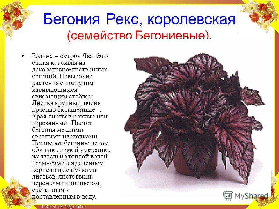 Уход за бегонией в домашних условиях