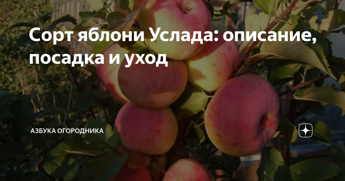Яблоня услада: описание, фото, отзывы