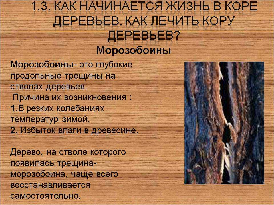 Кора на абрикосовых деревьях трескается и расслаивается. / асиенда.ру