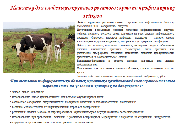 Как можно привести корову в охоту