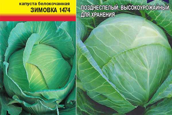 Капуста зимовка: описание, особенности выращивания и ухода за сортом, фото