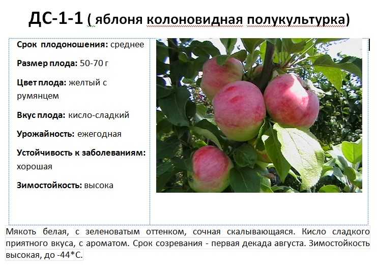 Как заставить яблоню плодоносить каждый год? секреты садовода