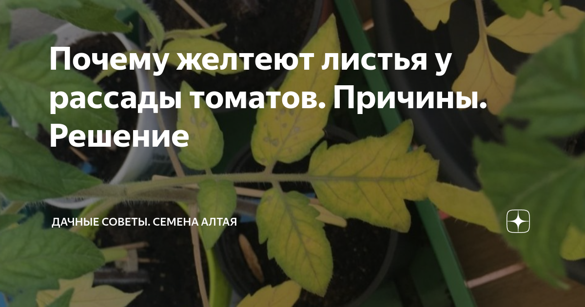 Почему желтеют листья у помидоров: что делать, причины, чем обработать и подкормить
