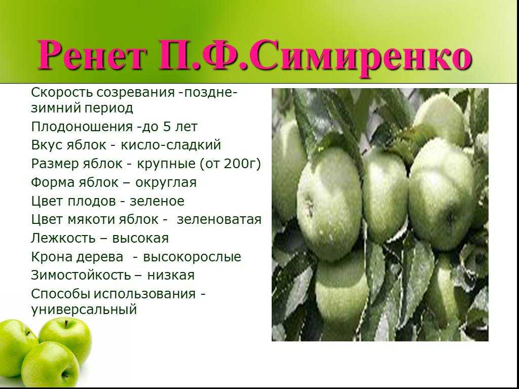 Яблоки семеренко: описание, польза :: syl.ru