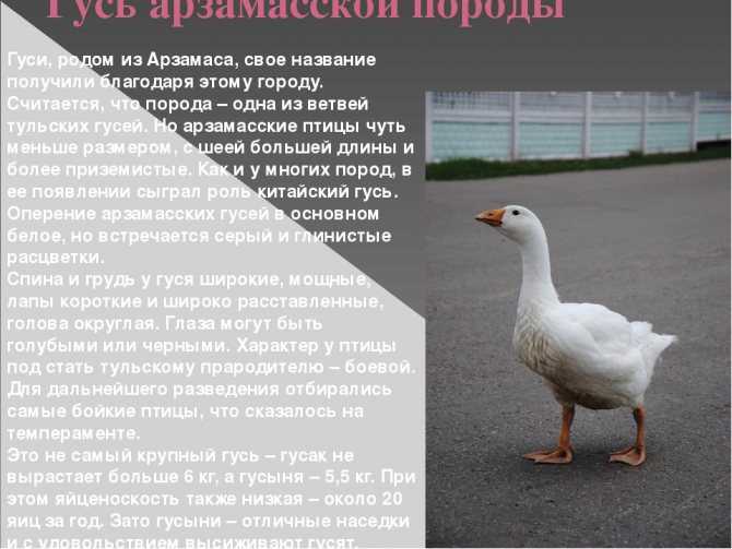 Породы гусей с фото и описанием